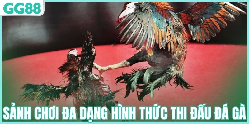 Sảnh chơi đa dạng hình thức thi đấu đá gà